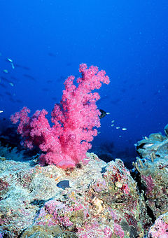 Coral Colony Superorganism